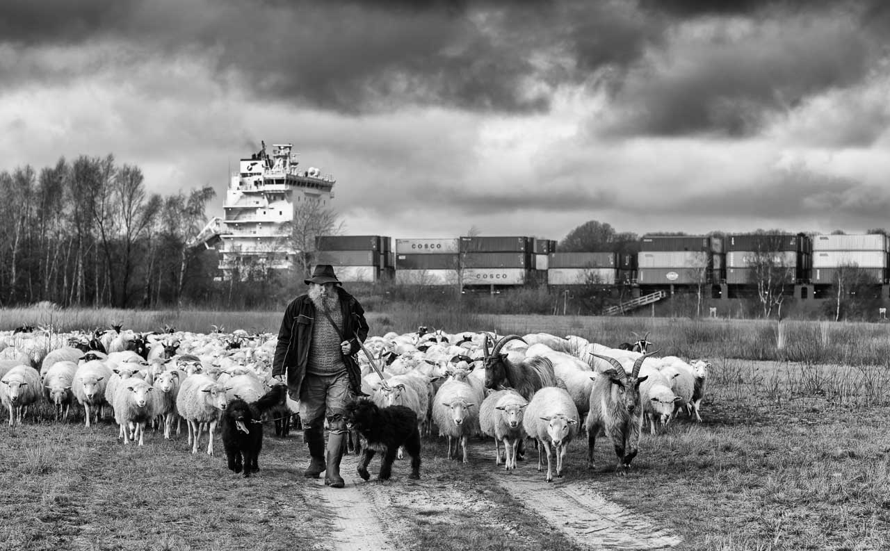 wanderschäfereien_schafherde_containerschiff_norden_fotoausstellung_nomaden